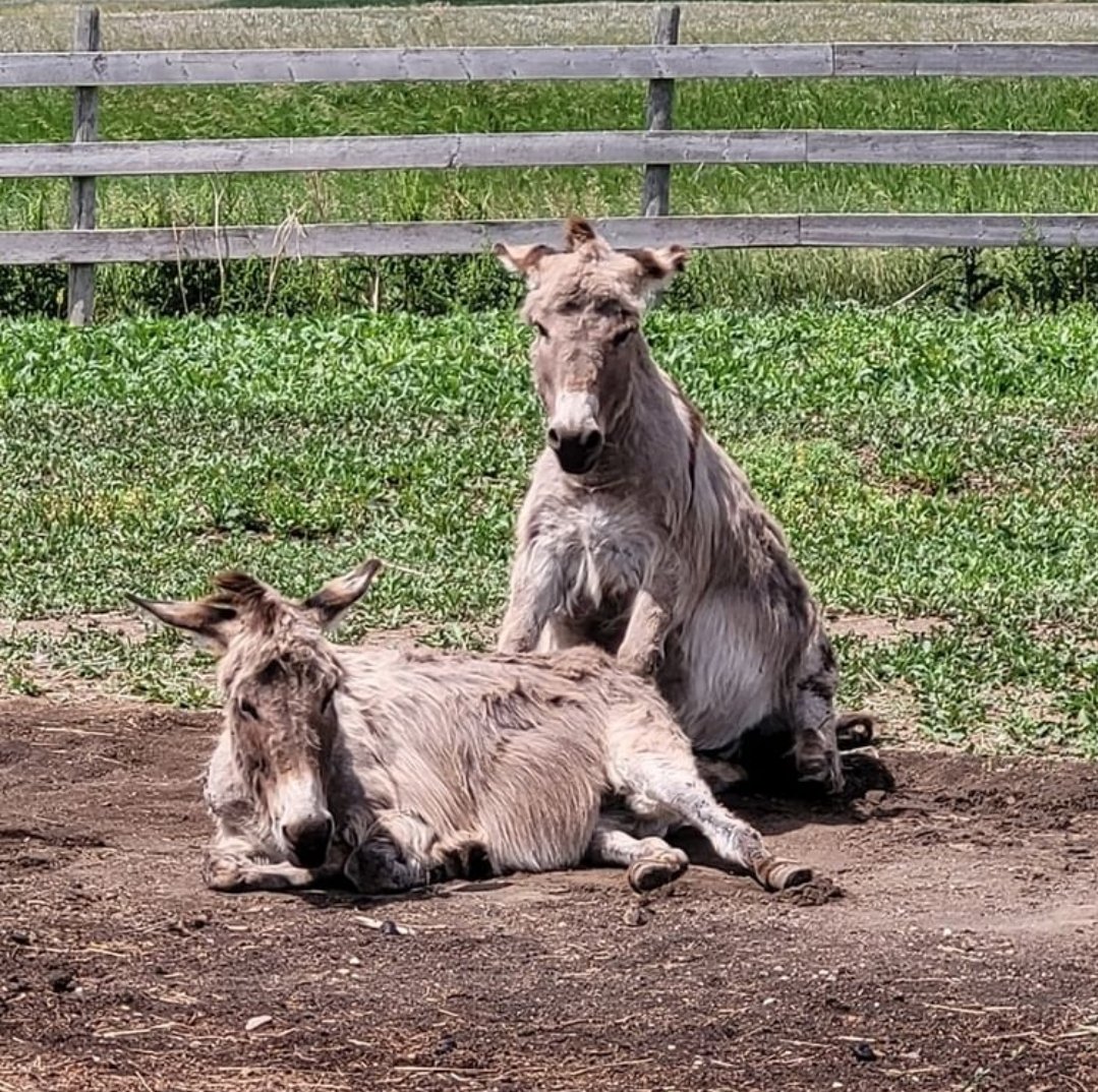 These two are so cute. I just missed getting a picture of Clyde resting his head on Bonnie's back. He sat up like this for a min before deciding to get up and cone over for scritches. Lol. #happylittlehooves #donkeys #minidonkey #bonnieandclyde #bonniethedonkey #clydethedonkey