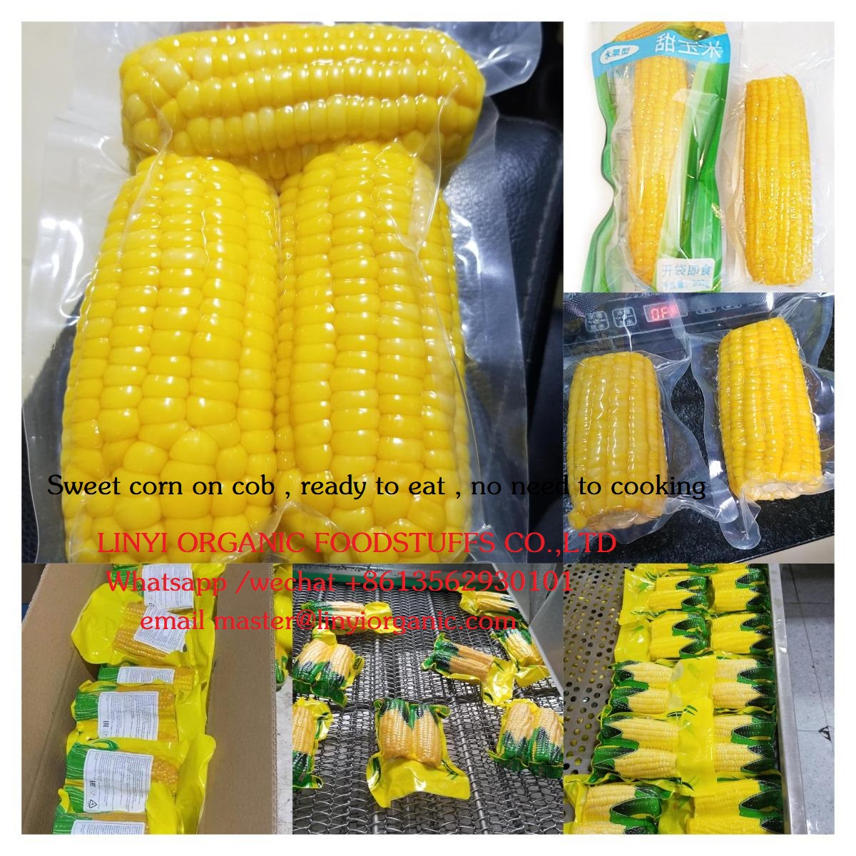 YUROBERT6's tweet photo. delicious precooked corn on cob , not neet to cook again, directly eat the delicious sweet corn , health ,convenient, good taste and flavor .
LINYI ORGANIC FOODSTUFFS CO.,LTD.
Whatsapp +8613562930101..
#precooked #corn #sweetcorn #cornoncob #delicious #health #good taste https://t.co/N2woVjEDDL