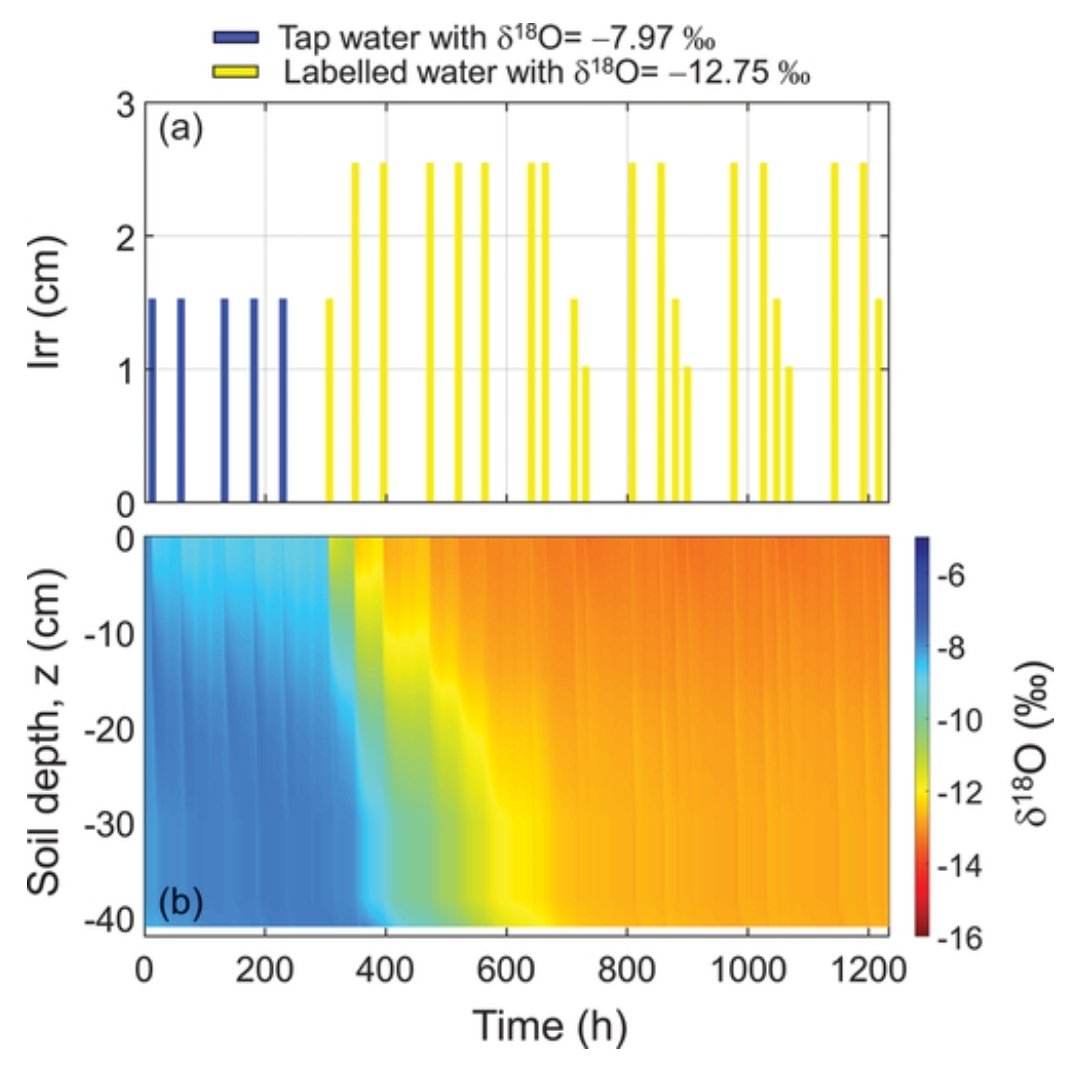 New study on #irrigation and #soil #moisture #dynamics in a potted #olive #tree through #isotopes and #Hydrus1D. tandfonline.com/doi/full/10.10… #water #transit #time #uptake #transpiration