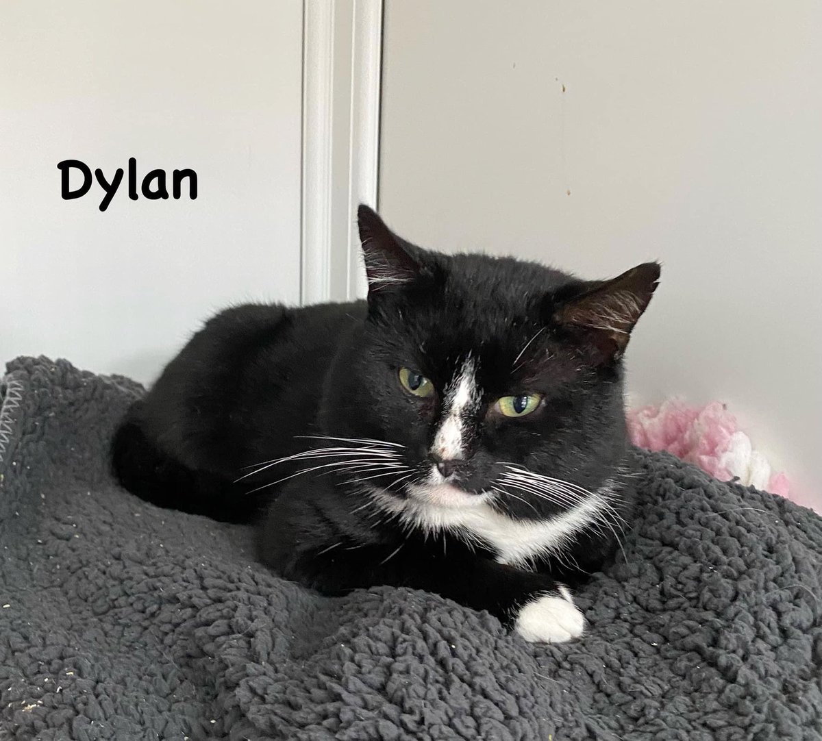 Happy news for our lovely tuxie boy Dylan - he’s found his new home.
Sending best wishes to him and his new family 😸
#hurrayforhomings #lifeisbetterwithacat