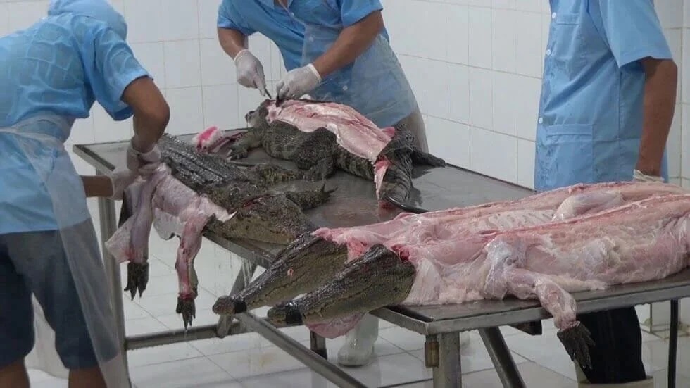 PETA_France's tweet photo. PETA a révélé à plusieurs reprises la cruauté inhérente à l’industrie des peaux exotiques, notamment au sein même de la chaîne d’approvisionnement de Louis Vuitton.

Louis Vuitton a du sang sur les mains. Appelez LVMH à mettre fin à cette cruauté ! 👉 https://t.co/5wIjyCENTm https://t.co/gJEUwzJ9It
