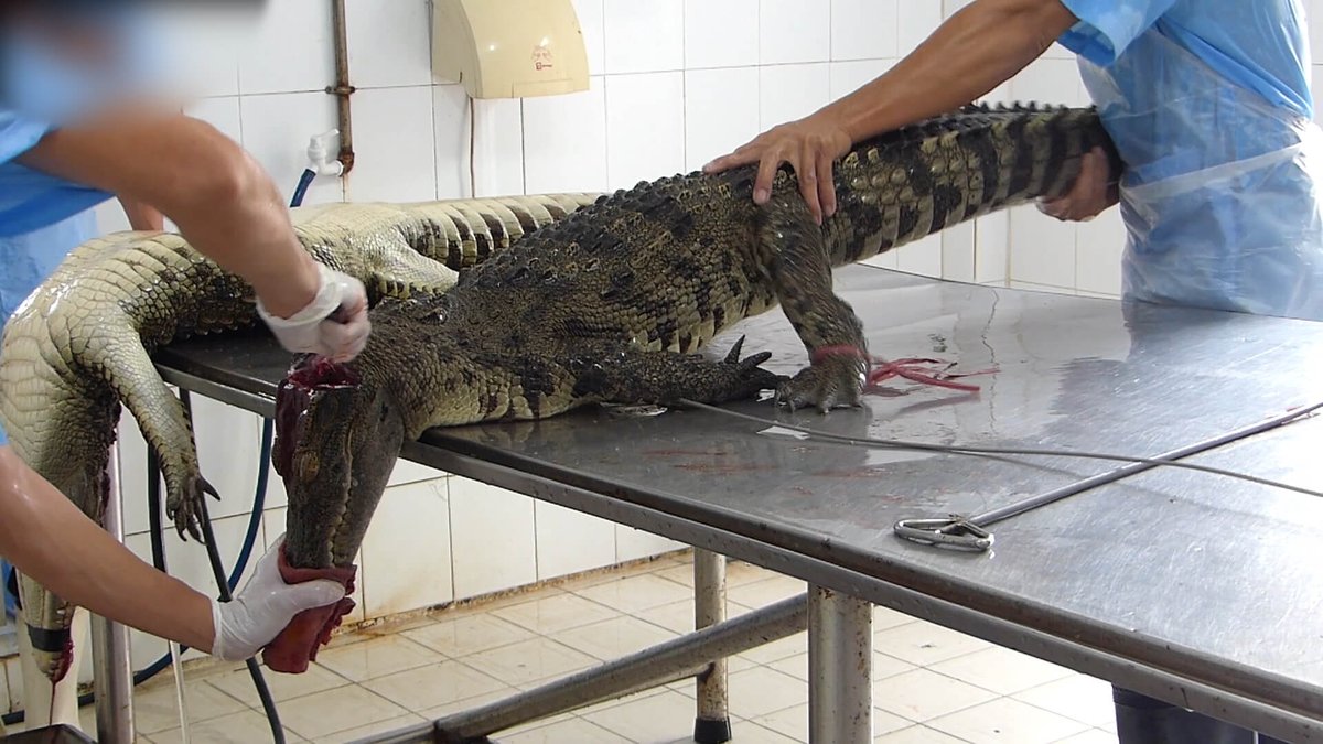 PETA_France's tweet photo. PETA a révélé à plusieurs reprises la cruauté inhérente à l’industrie des peaux exotiques, notamment au sein même de la chaîne d’approvisionnement de Louis Vuitton.

Louis Vuitton a du sang sur les mains. Appelez LVMH à mettre fin à cette cruauté ! 👉 https://t.co/5wIjyCENTm https://t.co/gJEUwzJ9It