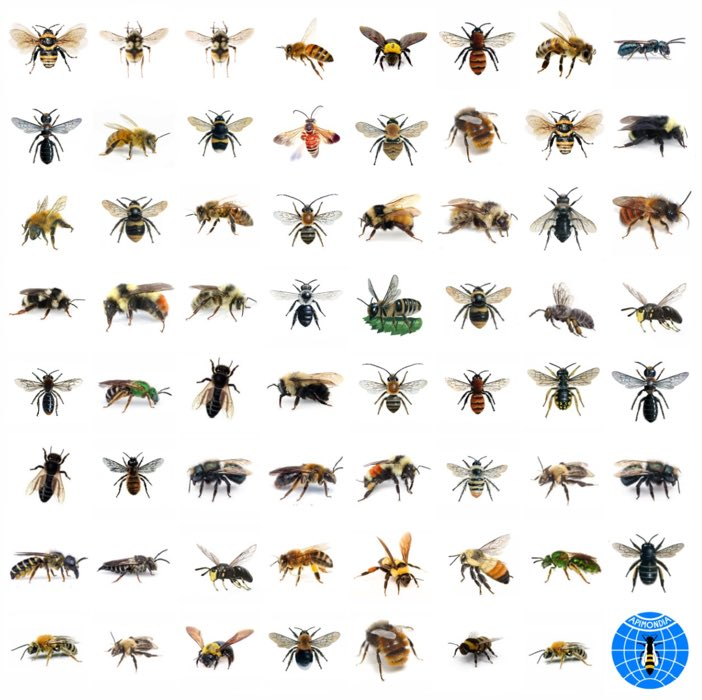Did you know there are over 20,000 species of bee in the world?

#InsectWeek