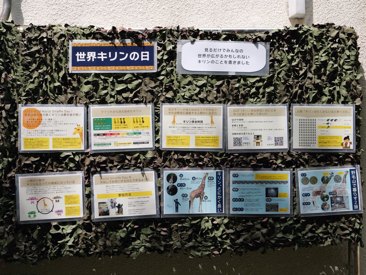 野毛山動物園さんぽ。
きょうは1年で最も昼が長い夏至の日。そして、最も首が長い動物のキリンについて考える #世界キリンの日 でもあるのだそうです🦒
こうして見ると舌も相当長いですね！器用に枝をたぐり寄せて食事していました🌿
＃WorldGiraffeDay2023 ＃キリンでSNSジャック #のげやまキリンの日