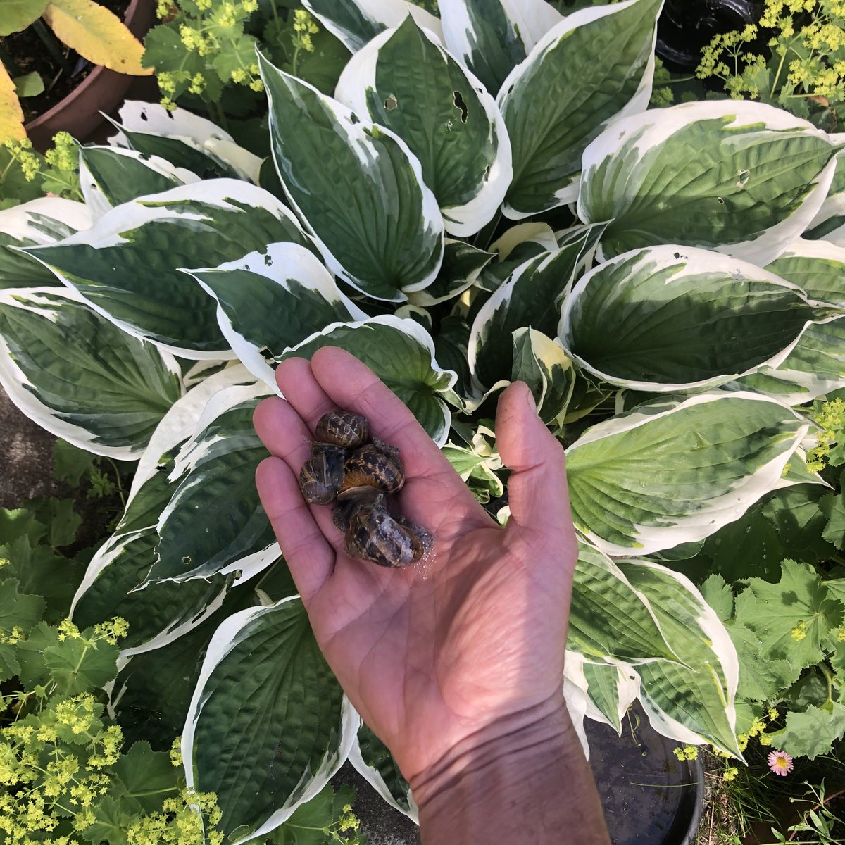 Alex Taylor tweet media