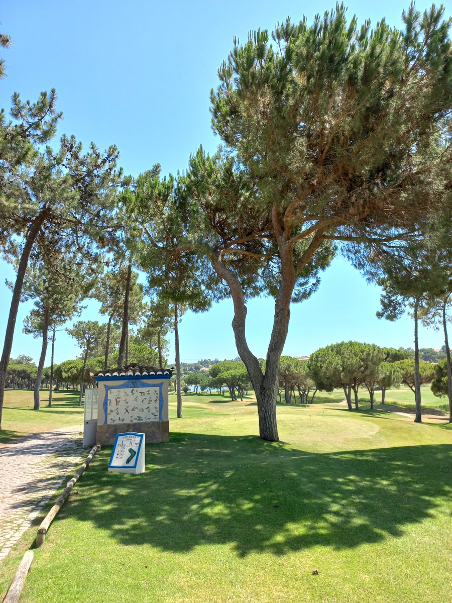 Pinheiros Altos Golf tweet media