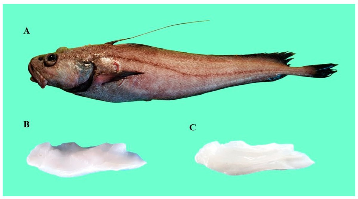 #NewArticle

First Data on the Age and Growth of Schmidt’s #cod #Lepidionschmidti (Moridae) from Waters of the Emperor Seamounts (Northwestern Pacific) mdpi.com/2337540 #mdpijmse via @JMSE_MDPI 

@MDPIBiologySubj @MDPIEngineering
#longlinecatches #biologicalparameters