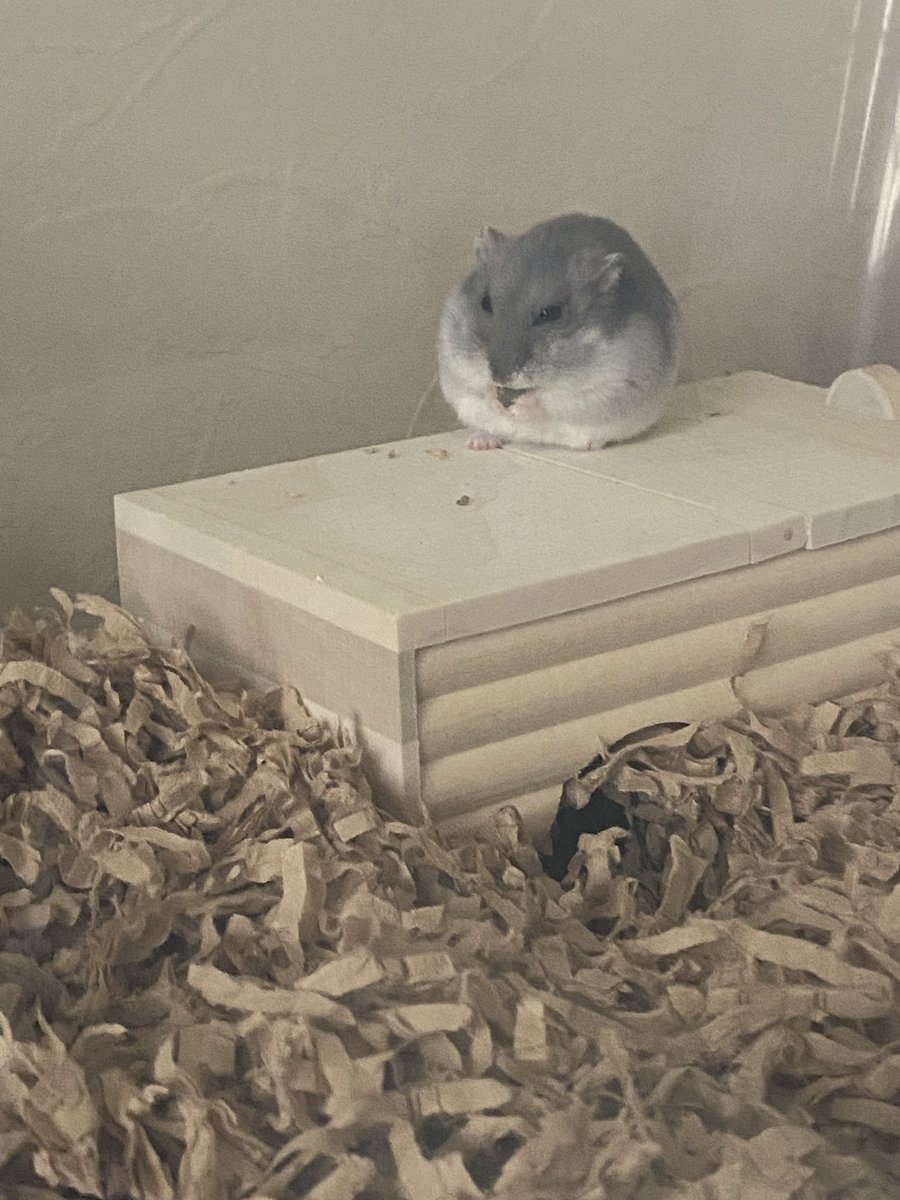 yaka_hams's tweet photo. 球体めちこ

🐹☁️MEL

#ハムスター
#ハムスターのいる生活 https://t.co/gNPm5llMAG