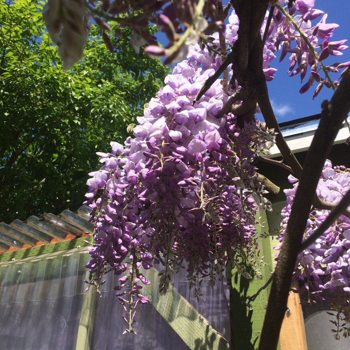 The wisteria in all its Glory - May 2017
youtube.com/watch?v=8JlD8M…
#YouTube #Gardenvideo