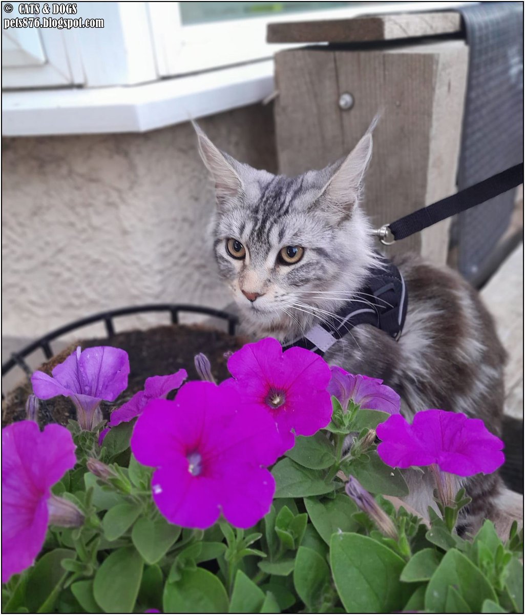 Arya The Cat
Thanx Elizabeth P.
#cat #cats #love #home #life #pets #lovecats #animals #catphoto