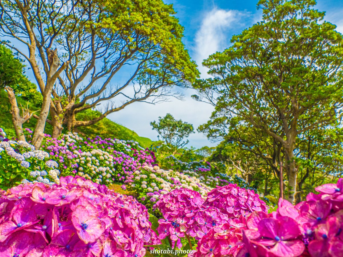 shotabiphoto_t's tweet photo. あじさい彩る

2023.6

長崎市野母崎

#長崎 #旅行
#あじさい
#花のある風景 #flowerphotography #flower 
#photographer #photograghy #写真が好きな人と繋がりたい https://t.co/C1MnrzXT6g