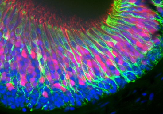 📢Exciting opportunity! <a href="/ManziniLab/">Manzini Lab 🐸</a> is offering a fully funded PhD position (3 + 2 years) to study the olfactory system in aquatic vertebrates. Join us at <a href="/jlugiessen/">Universität Gießen</a>, Germany. 🇩🇪
Please retweet! ➡️

Click the link for more information! 🖱️
ecro.online/news/job-offer…