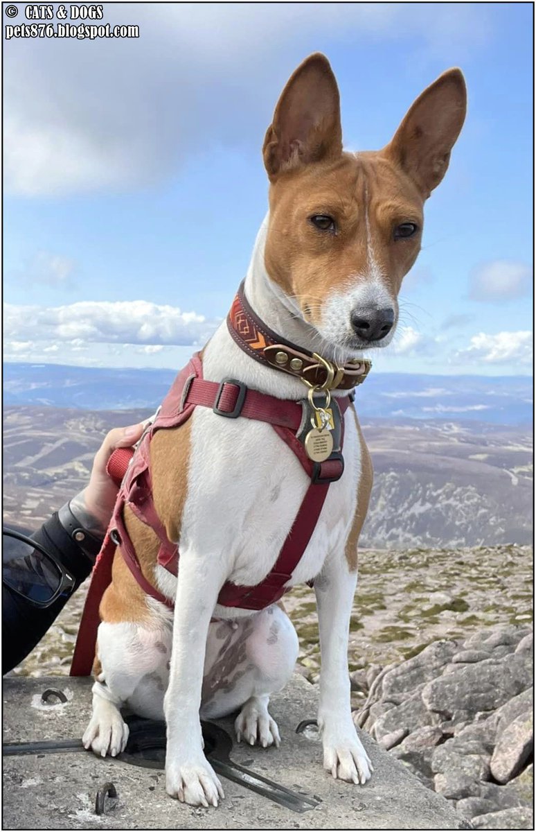 Arwen Basenji Dog
Thanx Lee M.
#basenji #dog #dogs #love #home #life #puppy #doglover #animals #pets