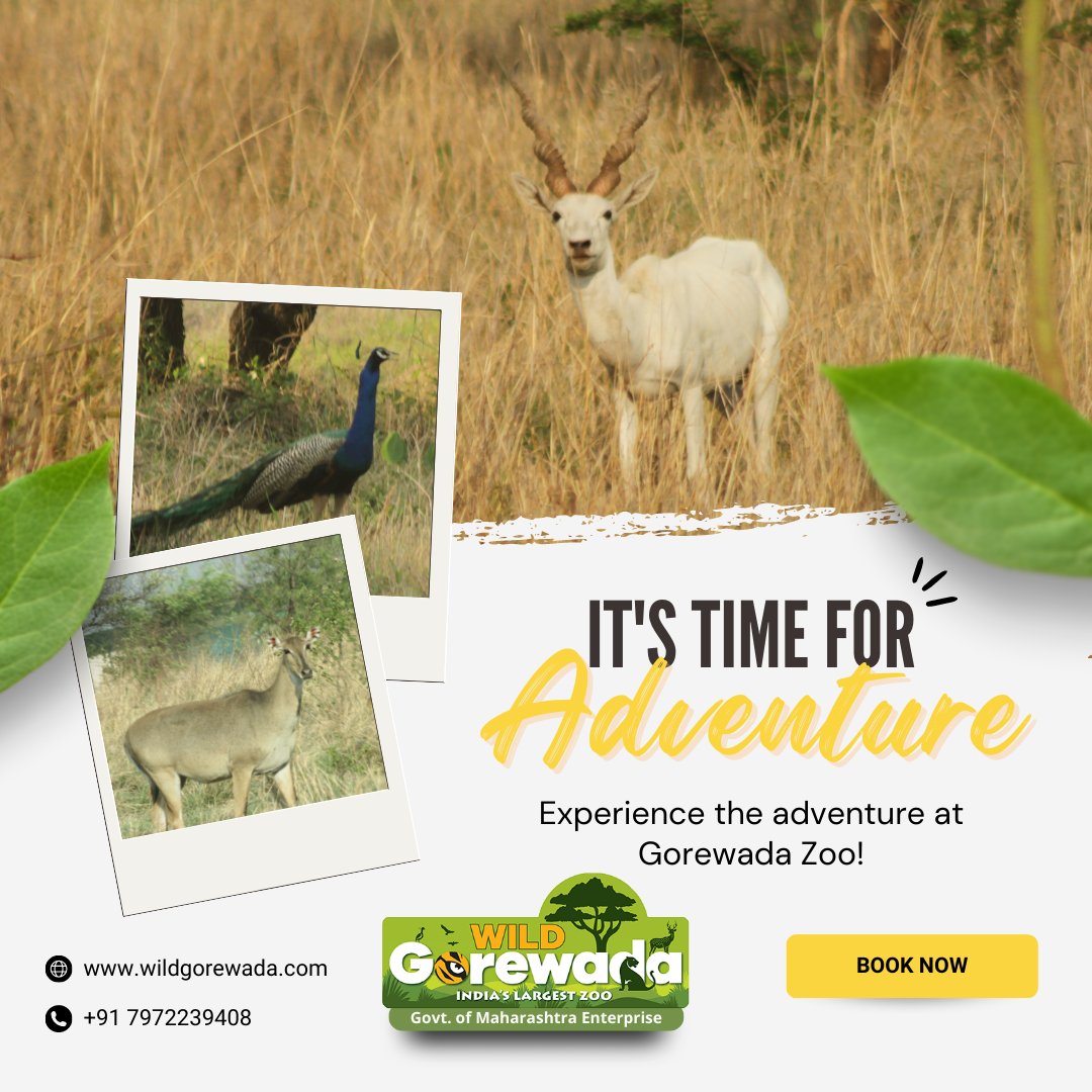 Experience the adventure at Gorewada Zoo.

Book your safari now!

For Details,
Contact: +91 7972239408
Visit: wildgorewada.com
.
.
.
.
#GorewadaZoo
#Leopard #Tiger #Deer #WildLife #Wildness  #GorewadaWildlife #JungleSafari #JungleDrive #Nagpur #NagpurCity #June #Safari