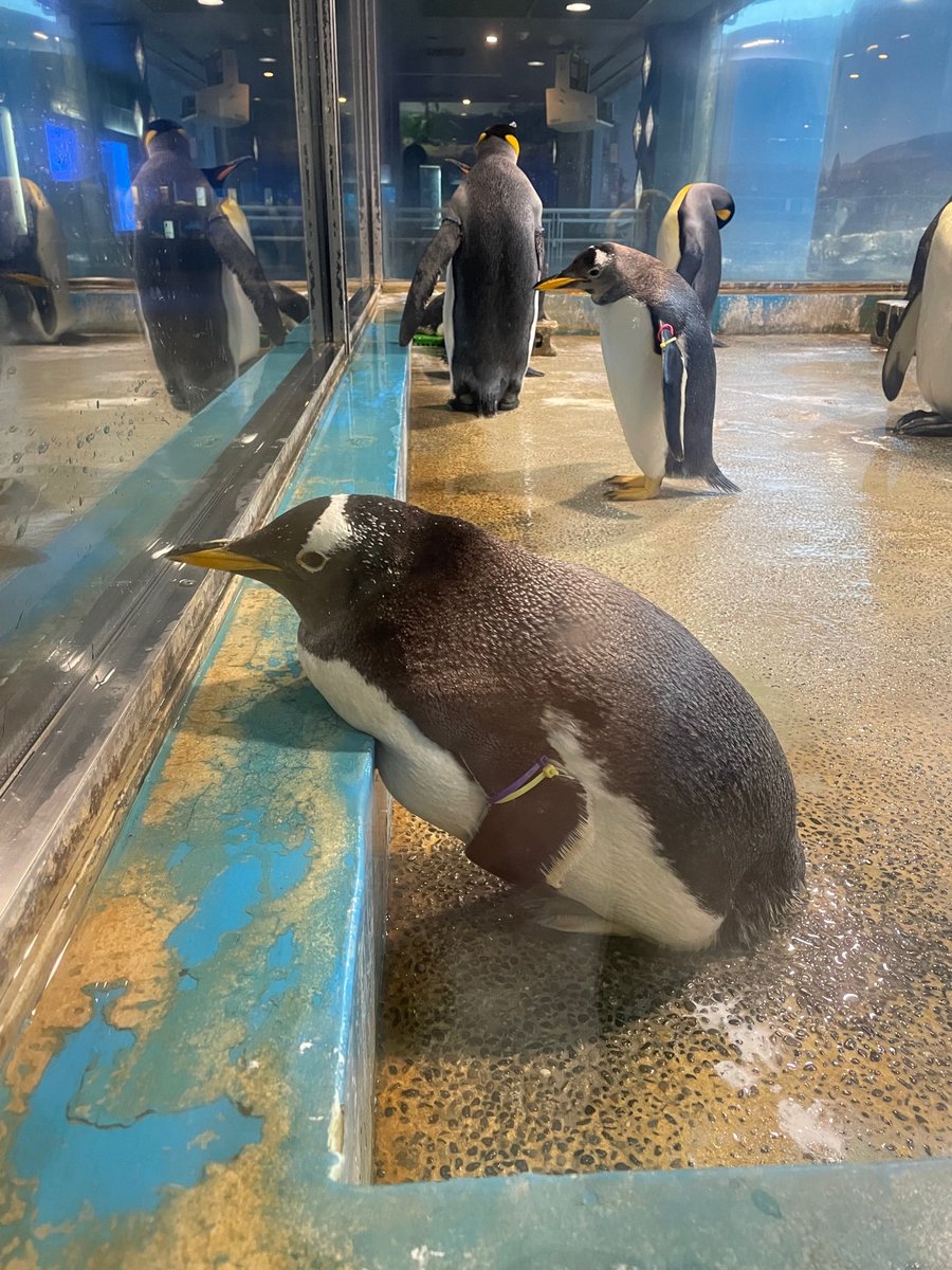 ペンギンにも、何かに寄りかかりたい日はあるようです。
#長崎ペンギン水族館　#ペンギン　#ジェンツーペンギン　#penguin #aquarium #Gentoo penguin