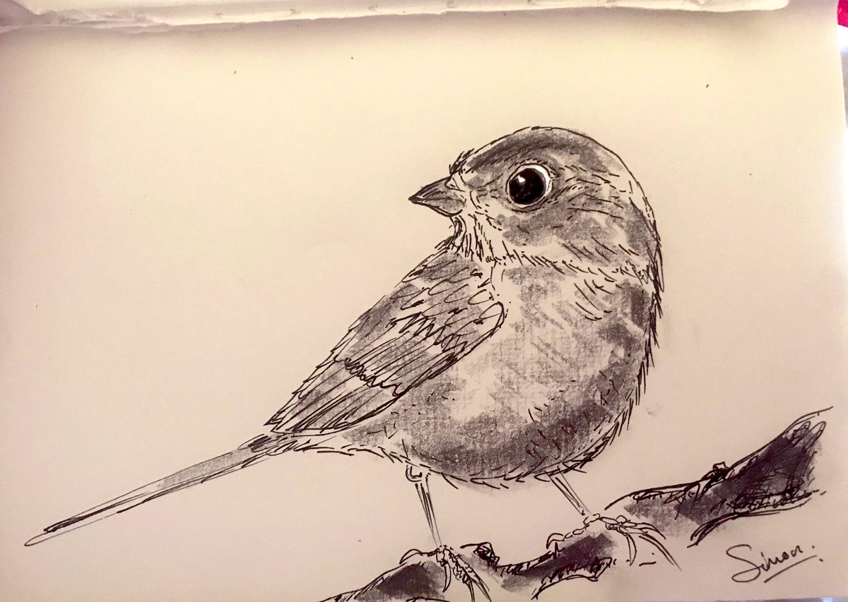 Morning Sparrow ~ #sketchbook #sketchart