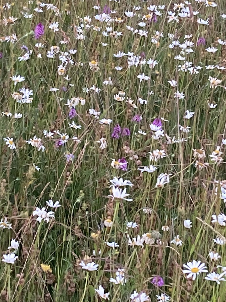 RDGray's tweet photo. I spotted a single pyramidal orchid the other day (10/6/23). I went back to look at it again, it’s no longer on its own 🤩 #PinkneysGreen #WildFlowers https://t.co/qjidbqJgCF