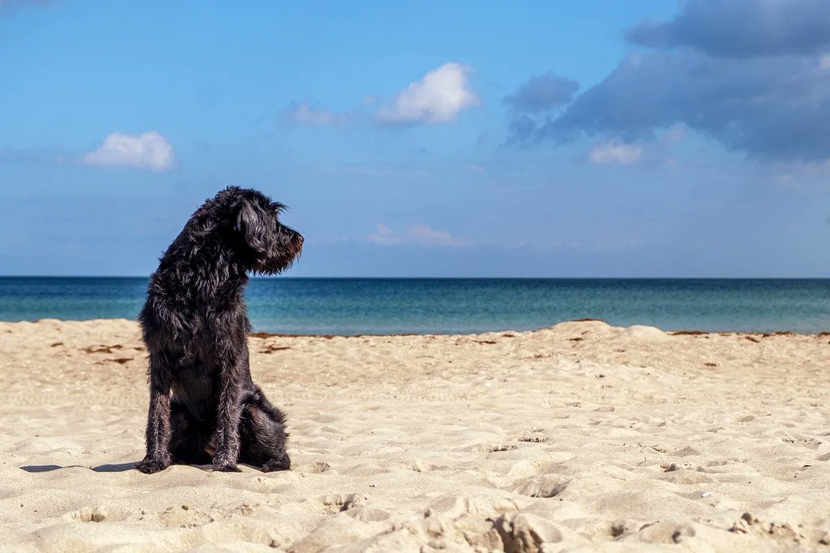 The South West Coastal Path runs right past the front door of The Avoncourt Lodge. Pets are welcome here & your pooch will have hours of fun exploring with you.
thebandbdirectory.co.uk/13841 
#accommodation #pets #warmwelcome #ensuiterooms #explore #coast #beach #ilfracombe #devon