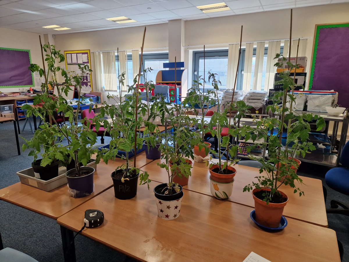 Mr Kearney (@mrkearney10) on Twitter photo Well done to all the classes looking after your plants in our tomato growing competition <a href="/HareleeshillPS/">HareleeshillPS</a> The winning class was P6 with a plant 80cm tall. Well done P6 👏 #itsSLC Well done to all the classes looking after your plants in our tomato growing competition <a href="/HareleeshillPS/">HareleeshillPS</a> The winning class was P6 with a plant 80cm tall. Well done P6 👏 #itsSLC