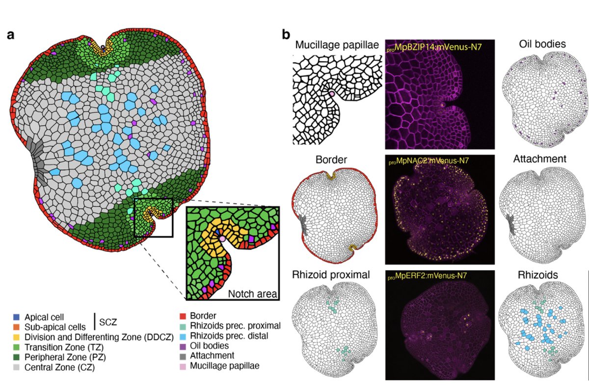Jim Haseloff (@jimhaseloff) on Twitter photo OpenPlant collection of TF promoters and cellular map for Marchantia gemmae, epic project guided by <a href="/facundoromani/">Facundo Romani</a> and @SusanaSaGu - should be a useful new resource for linking gene expression and cellular microarchitecture in Marchantia.
(doi.org/10.1101/2023.0…) OpenPlant collection of TF promoters and cellular map for Marchantia gemmae, epic project guided by <a href="/facundoromani/">Facundo Romani</a> and @SusanaSaGu - should be a useful new resource for linking gene expression and cellular microarchitecture in Marchantia.
(doi.org/10.1101/2023.0…)