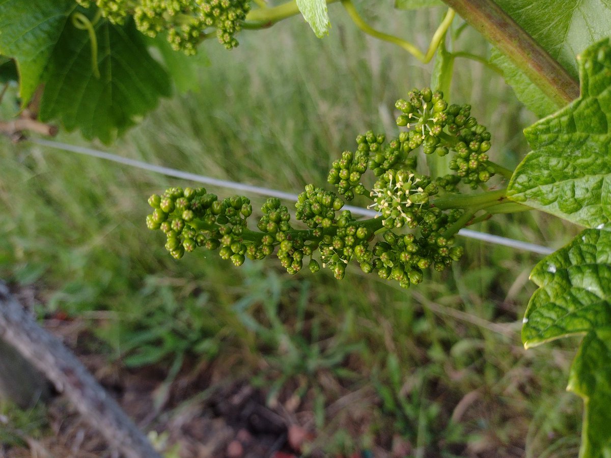Clayhill Vineyard (@infoclayhill) on Twitter photo 777 & 115 Pinot Noir showing first signs of flowering.  Looks like lovely weather ahead of us, it could be a good and quick flowering. #capsoff #pinotnoir #vinesflowering #vineyardlife #crossingfingers #sunshine #crouchvalley #essex 777 & 115 Pinot Noir showing first signs of flowering.  Looks like lovely weather ahead of us, it could be a good and quick flowering. #capsoff #pinotnoir #vinesflowering #vineyardlife #crossingfingers #sunshine #crouchvalley #essex