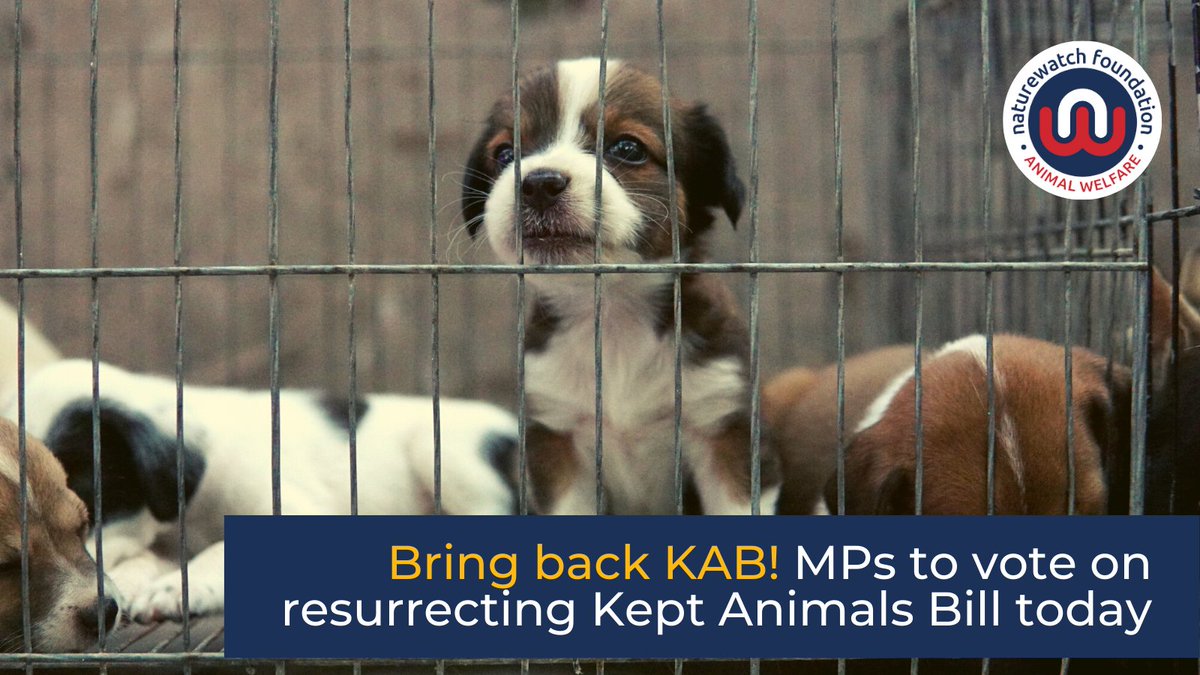 Today MPs will have to decide whether to resurrect the #KeptAnimalsBill which would

🐶 Stop #PuppySmuggling
🐮 End #LiveExports of some farmed animals
❌ Close #EarCropping loopholes

We hope our elected representatives make the right choice.
#ActionforAnimals #DontBetrayAnimals