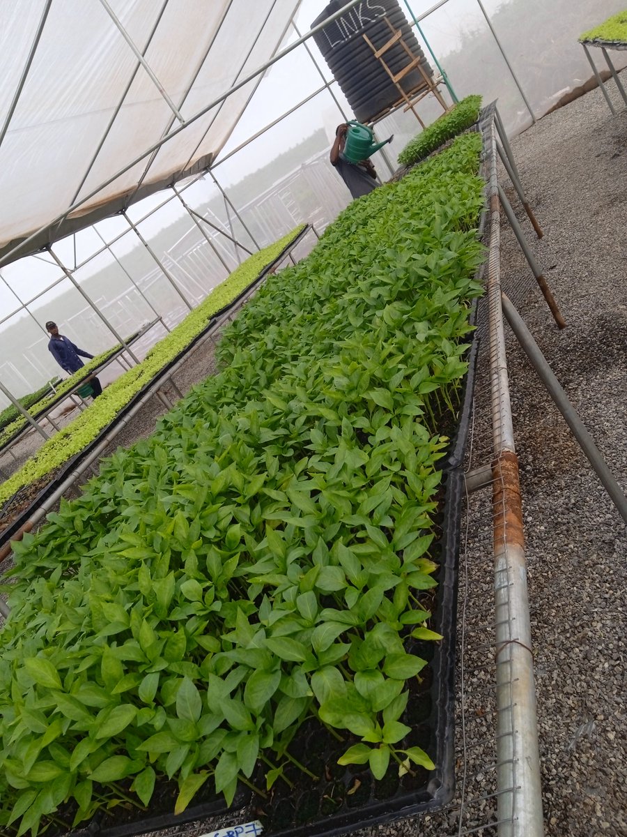 HinterlandGeek's tweet photo. We must give to get,we must sow the seed to reap the harvest...

Fresh Bell pepper directly from the farm is available for sale @Hinterland Geek Ltd,you can call or Dm 08160527183 to place your order.. https://t.co/Fyl1cY0OT7