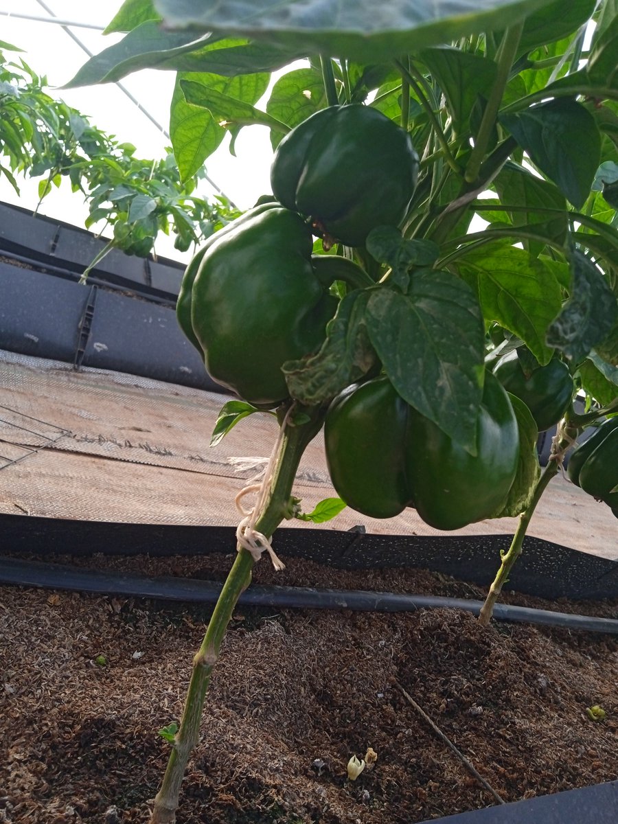HinterlandGeek's tweet photo. We must give to get,we must sow the seed to reap the harvest...

Fresh Bell pepper directly from the farm is available for sale @Hinterland Geek Ltd,you can call or Dm 08160527183 to place your order.. https://t.co/Fyl1cY0OT7