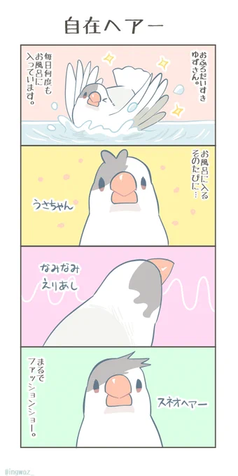 自在ヘアー  #Buncho #javasparrow #文鳥