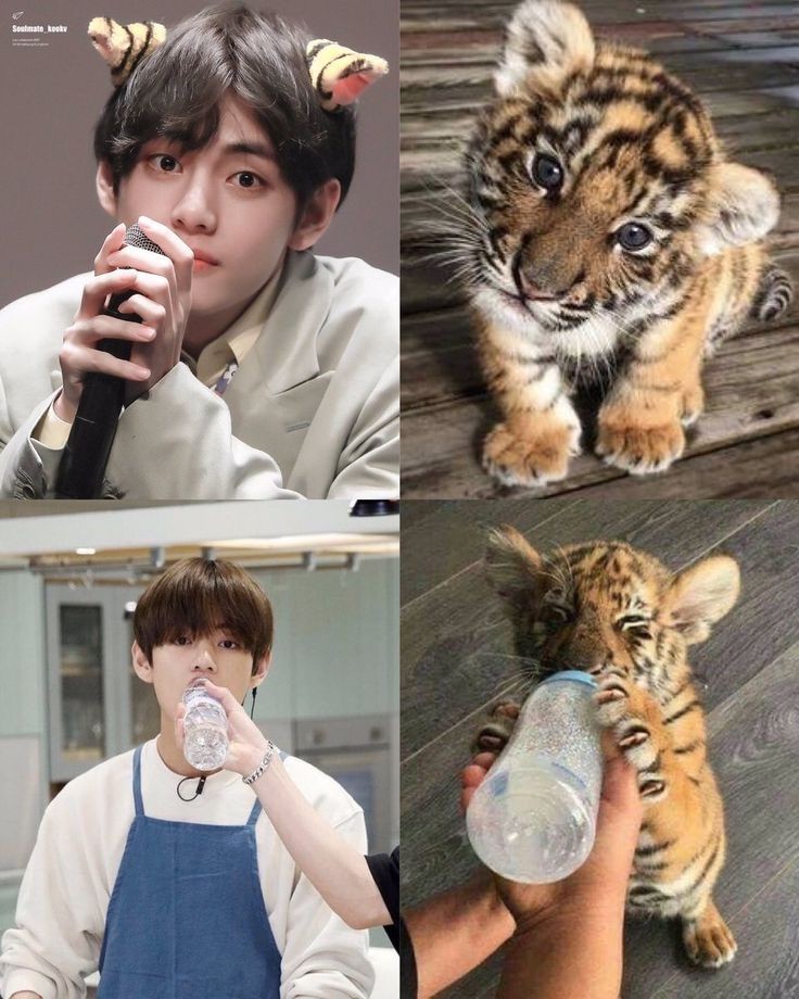 exactly cz he's a tiger