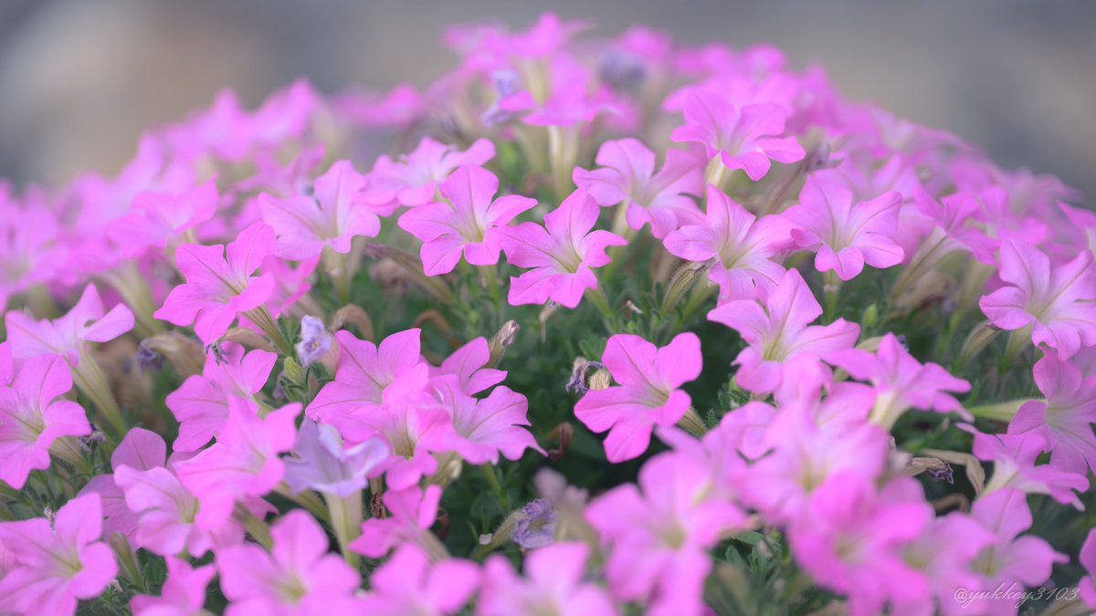 yukkey3103's tweet photo. ゆっき〜☆さんちのお花畑

サフィニアプチ さくらもこもこ
ミーテ(ナデシコ)
ミリオンベルプチホイップ(カリブラコア)

#ガーデニング #我が家の花
#TLをお花でいっぱいにしよう https://t.co/XCtyaxzVXc