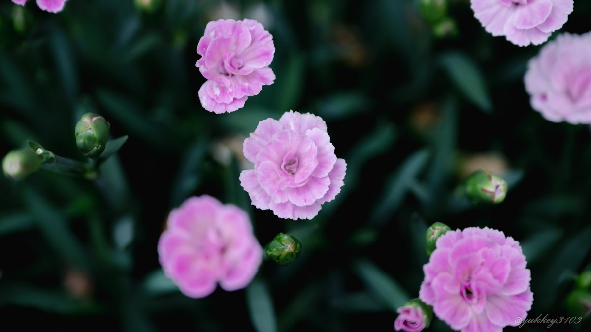 yukkey3103's tweet photo. ゆっき〜☆さんちのお花畑

サフィニアプチ さくらもこもこ
ミーテ(ナデシコ)
ミリオンベルプチホイップ(カリブラコア)

#ガーデニング #我が家の花
#TLをお花でいっぱいにしよう https://t.co/XCtyaxzVXc