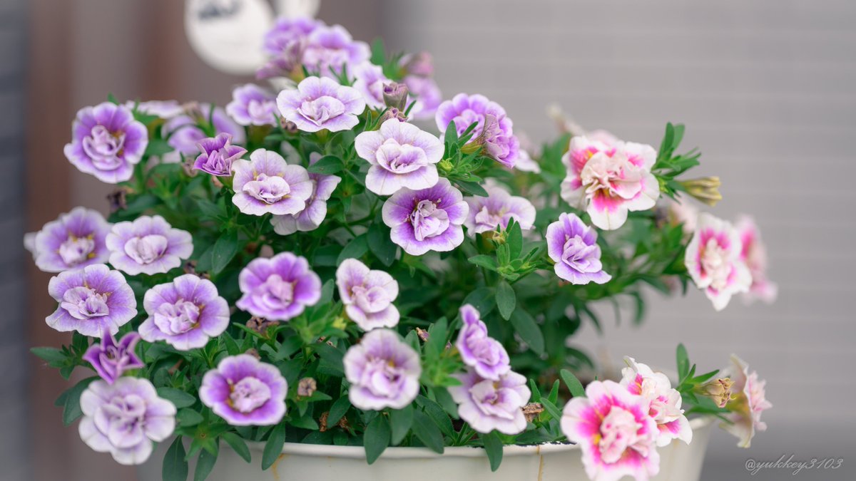 yukkey3103's tweet photo. ゆっき〜☆さんちのお花畑

サフィニアプチ さくらもこもこ
ミーテ(ナデシコ)
ミリオンベルプチホイップ(カリブラコア)

#ガーデニング #我が家の花
#TLをお花でいっぱいにしよう https://t.co/XCtyaxzVXc