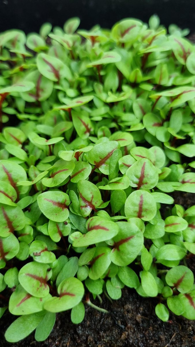 Do you know which plant is this? We are currently harvesting 20kgs / week!
#verticalfarming #microgreens #GreensBali