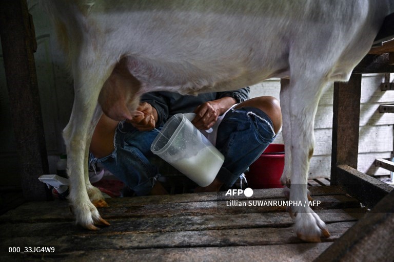 AFP Photo on Twitter "Cheesemaker spreads joy in tropical Thailand. 📸