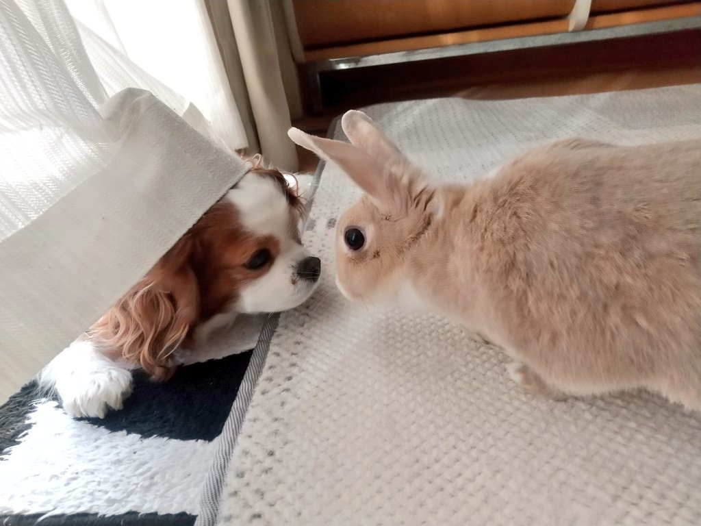 uwacho13's tweet photo. 🐰ミミさん🐶ちょこさんです。 https://t.co/1sBJDL8oOy