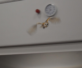 whitchurchCEFed's tweet photo. WJA loved meeting the Bird Man yesterday. We were introduced to Alaska the Eagle, Cybil the Hawk and Sparky the Owl. We were very impressed with them all flying around the hall. Year 5 and 6 had to sit very still as the eagle walked amongst them! #WJAscience
@StBartsTrust https://t.co/Jjitn1YCxY