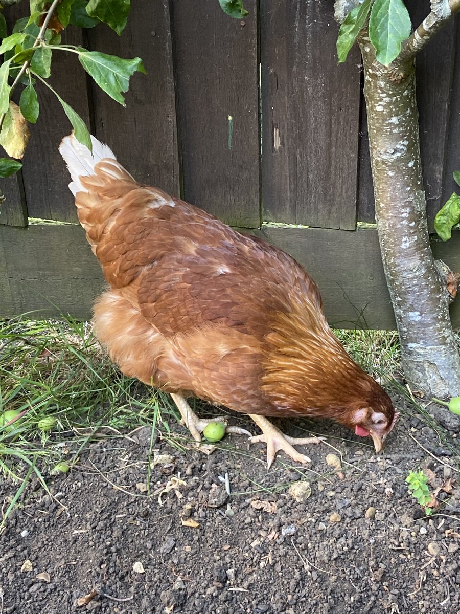 psaxton63's tweet photo. Meet Dot, the latest member of our brood. She is a 16 week old Ranger hen and has settled in pretty well with Daisy and Doris. 🐓🐓🐓 #BackYardHens https://t.co/5pnPPyrwPu