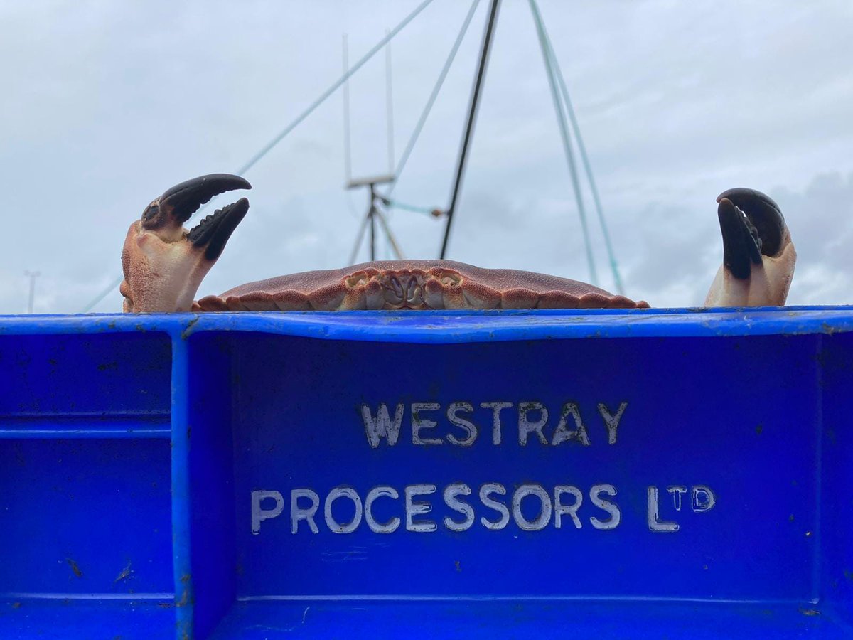 Orkney's fishing sector is a shining example of resilience and ingenuity! With their commitment to sustainable practices & a deep respect for the sea, they provide us with delicious seafood while preserving the marine ecosystem #SustainableFishing #SeafoodDelights