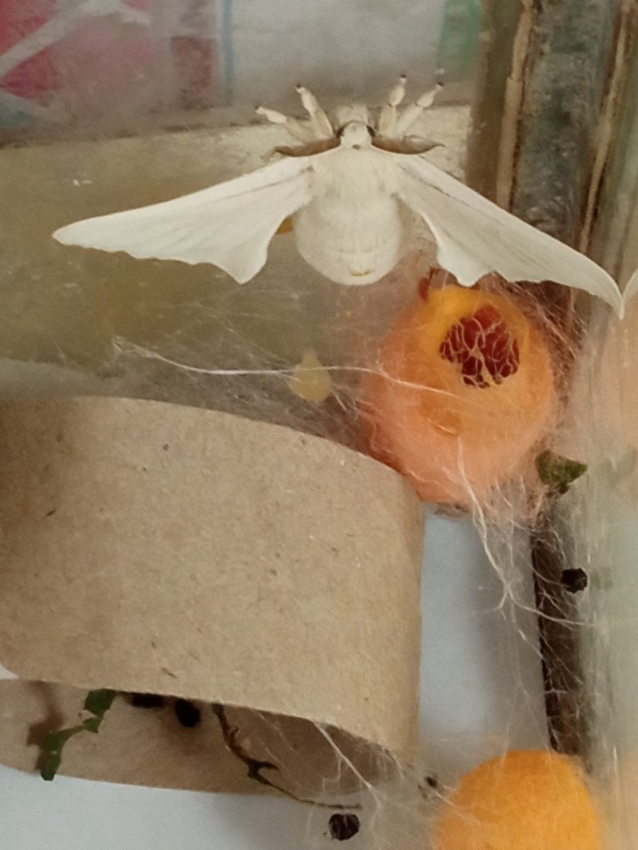 Ce matin un papillon est sorti de son cocon!!! #CP  Son nom scientifique est Bombyx Mori.