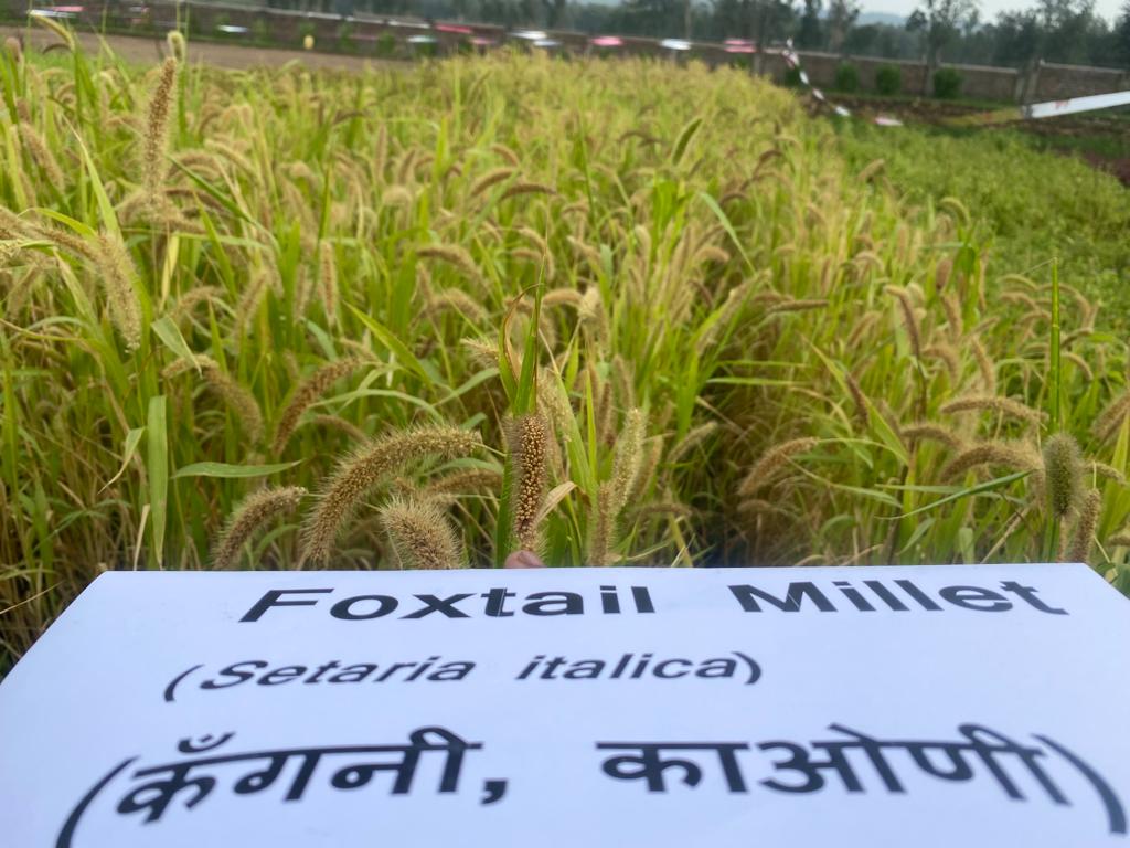 #atari1
#millete
Glimpses of Millet crops being grown at KVK Sirmour Demonstration Farm under adhoc project funded by ATMA (Sirmour)