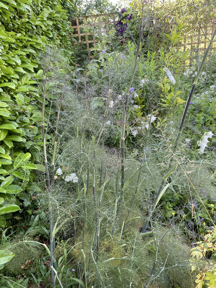 kasmaty's tweet image. Four beauties included in the plant sale #Clivia #Erigeronkarvinskianus #Cardoon and #fennel this Saturday 52, SN3 1RX from 2pm