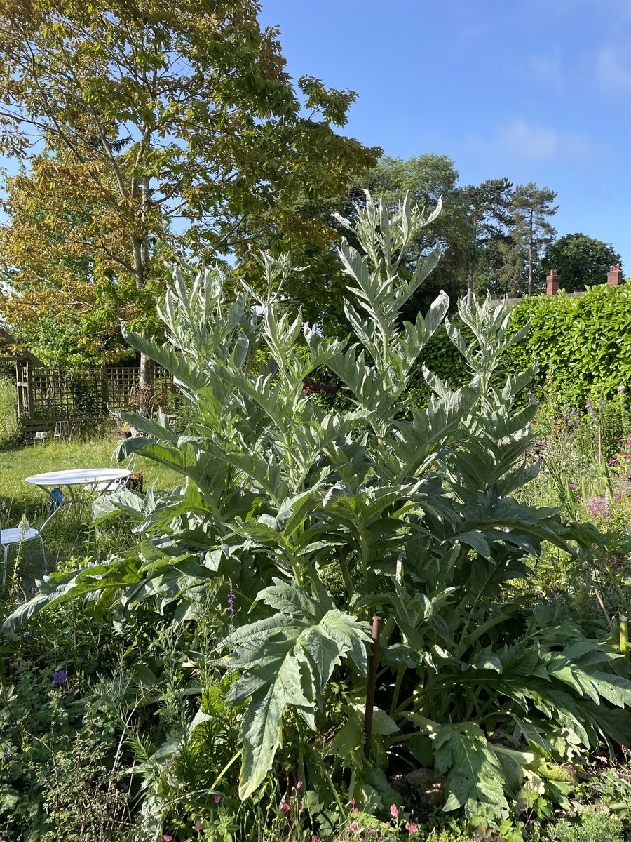 kasmaty's tweet image. Four beauties included in the plant sale #Clivia #Erigeronkarvinskianus #Cardoon and #fennel this Saturday 52, SN3 1RX from 2pm