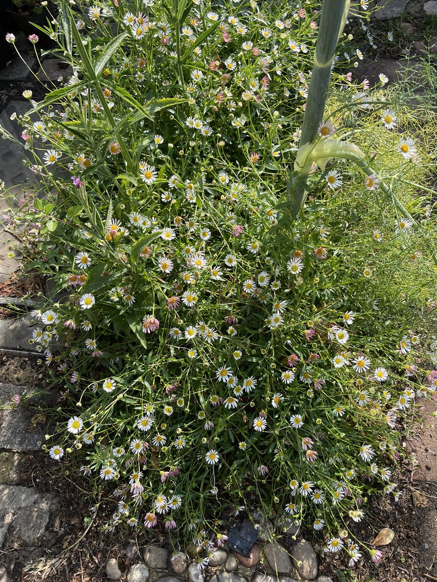 kasmaty's tweet image. Four beauties included in the plant sale #Clivia #Erigeronkarvinskianus #Cardoon and #fennel this Saturday 52, SN3 1RX from 2pm