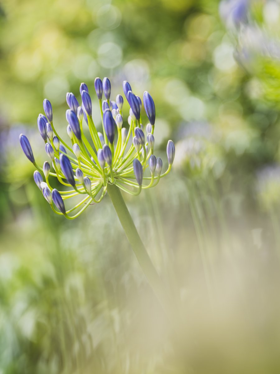 Bud Agapanthus
蕾 アガパンサス(ムラサキクンシラン)