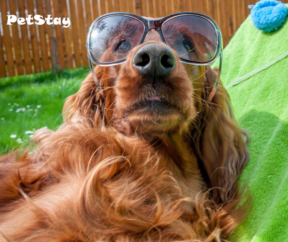 Sunglasses 😎 and loungers at the ready 🎉 - Summer begins today people! 🌞🐶

#thestartofsummer #summer #summerbegins #startofsummer #summer #summerishere #summerfun #summertime #sunmervibes