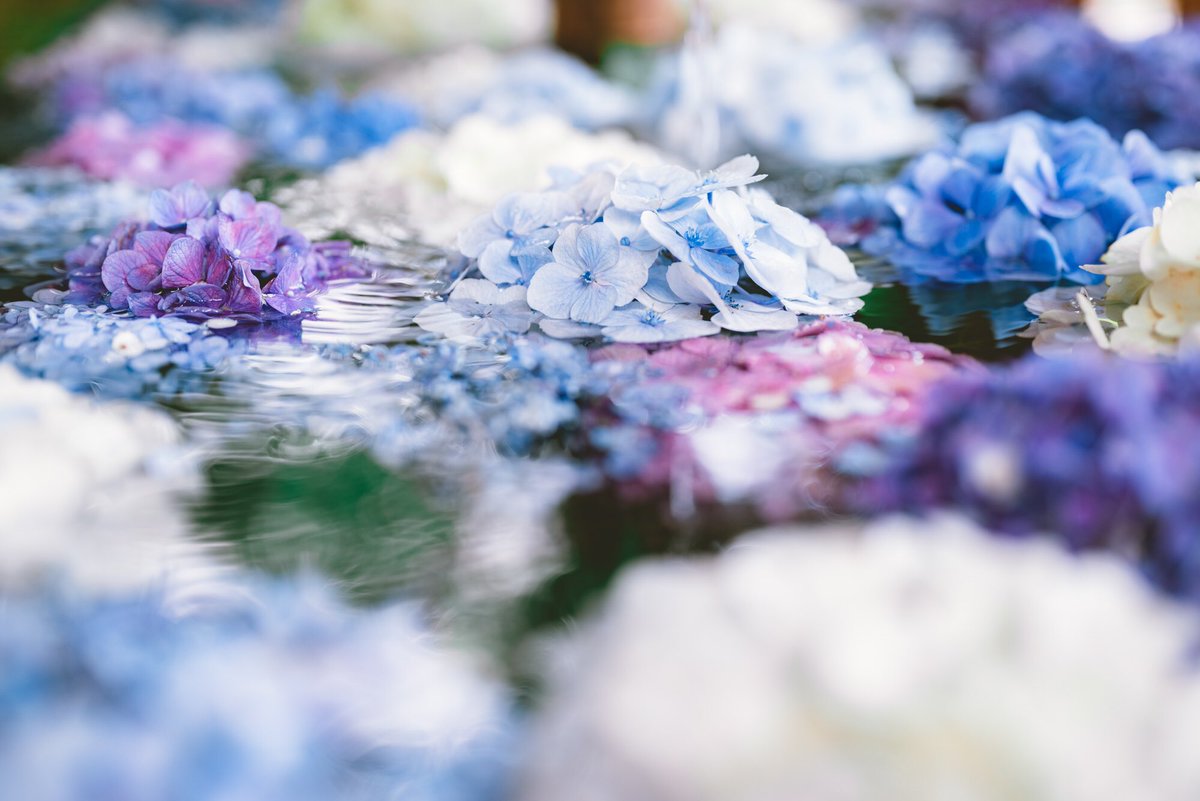 鎌倉で見た紫陽花の花手水。