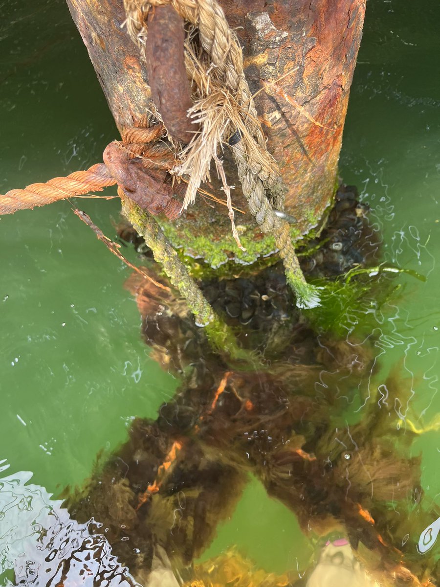 I also spent my last day in Copenhagen doing work in the sun on top of this urban seaweed/mussel farm!