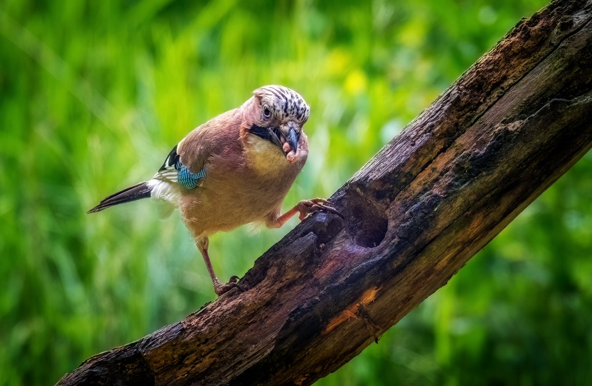 Jay. Taken at Thornley Woods. Gateshead.

#WhitleyBay #Gateshead  #Tynemouth