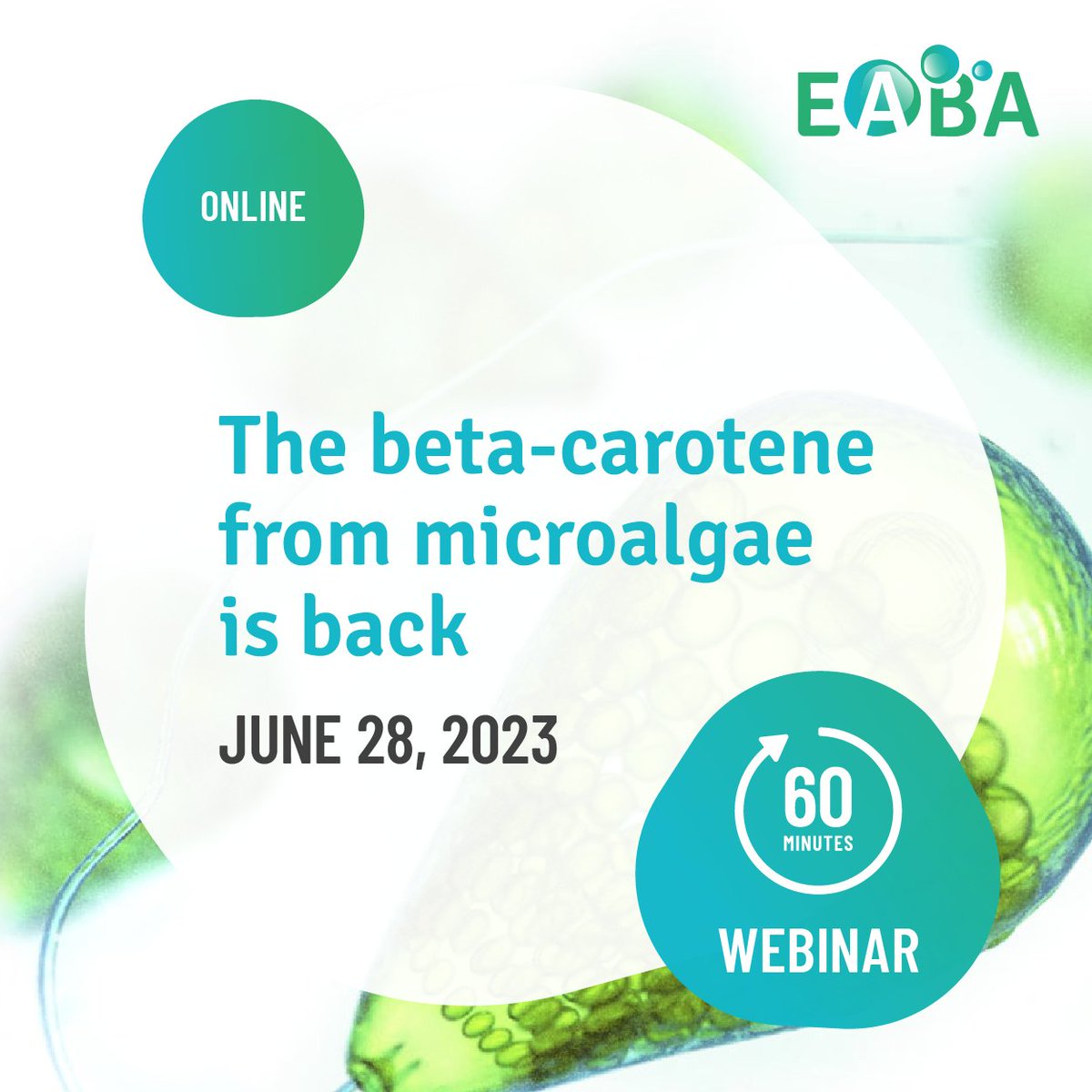 💡 Webinar « The beta-carotene from microalgae is back »: join us 🙂 It’s in one week! 🤗 June, 28 (morning) Register: algaeworkshops.org/the-beta-carot… 🙃 #algae #microalgae #seaweed #marinebiology #research #innovation #carotenoid #pigment #betacarotene #madebyalgae #madeinocean